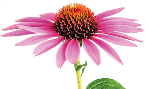 ECHINACEA, freshly picked from the Swiss Alps