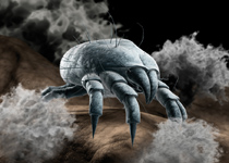 One gram of dust can contain up to 19.000 dust mites: microscopic creatures living, breathing and dying.